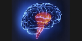 3rd International Conference on Anatomy and Physiology , London,UK