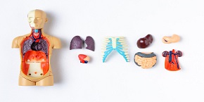 13th International Conference on Gastroenterology & Hepatology	 , Dubai,UAE