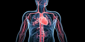 International Conference on Vascular Biology , London,UK