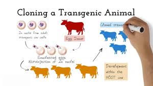 Animal Cloning & Transgenic animals