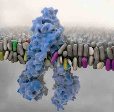 Bio-Pharmaceutics