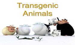 Biopharmaceutical Production in Transgenic Animals