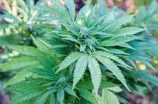 Cannabinoids in Treatment of Resistant Epilepsy