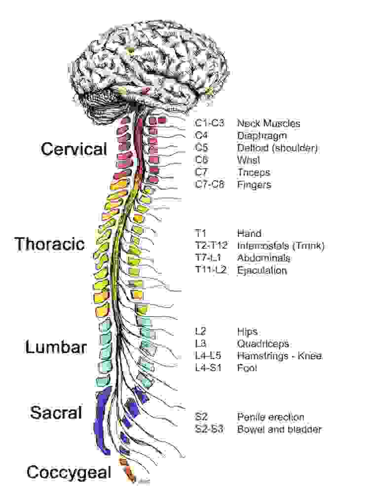 Central Nervous System