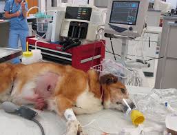 Emergency Animal treatments