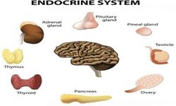 Endocrinology and Nephrology