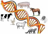 Genetics and Animal Breeding