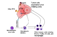 Immunology and Breast Cancer