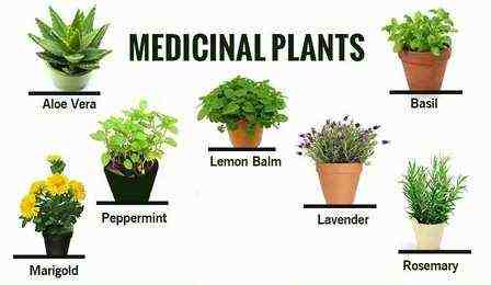  Medicinal Plant and Products