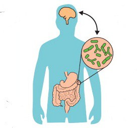 Microbiota in early life shapes the immune system 