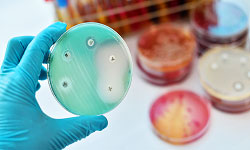 Microorganisms Producing Antibiotics
