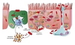 Molecular and Cellular Pathogenesis