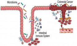 Clinical & Cellular Immunology