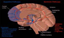 Neuropharmacology & Neurochemistry