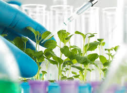 Plant Biotechnology