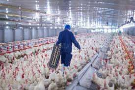 Poultry Production