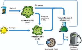 Production of Biofuels