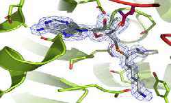 Structural and Molecular Biochemistry