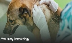 Veterinary Dermatology