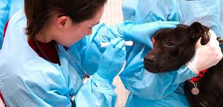 Veterinary Forensics