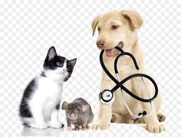 Veterinary Medicine