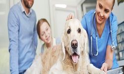 Veterinary nursing