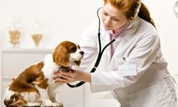 Veterinary Virology