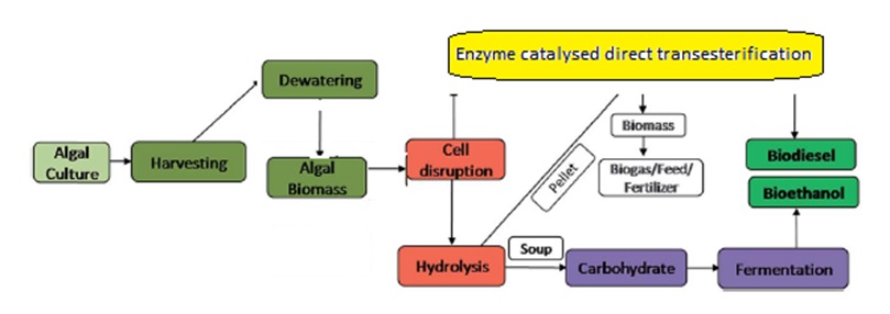 Biorefinery approach of microalgae feedstock for the ...