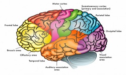 Neuro anatomy - Neurocognitive 2019
